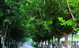 �L���t(y��)�WԺ