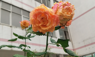 �(xi��ng)�����еȌ��I(y��)�W(xu��)У